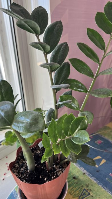 Замиакулькас картошка