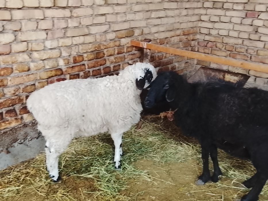 Qoʻy va qoʻchqor sotiladi