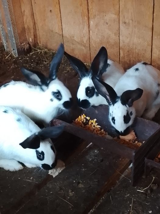 Vând iepuri fluture german