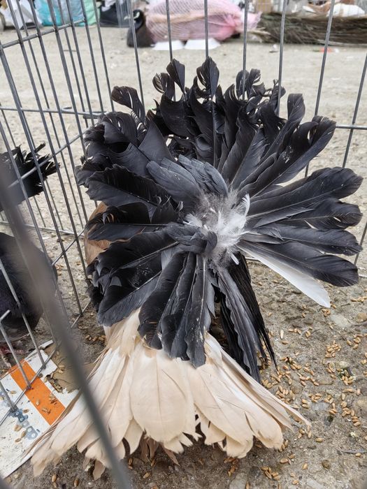 Porumbei rotati votati pave