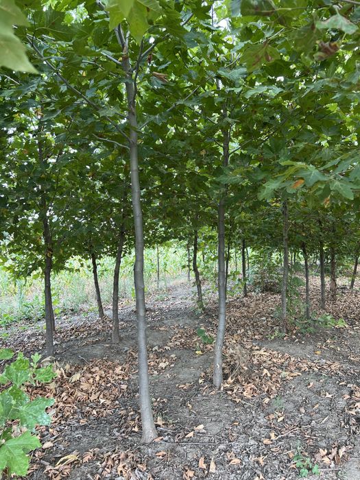 Platanus Acerifolia/ Platatn