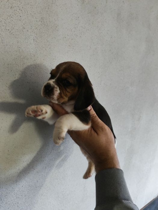 Băiețel tricolor beagle