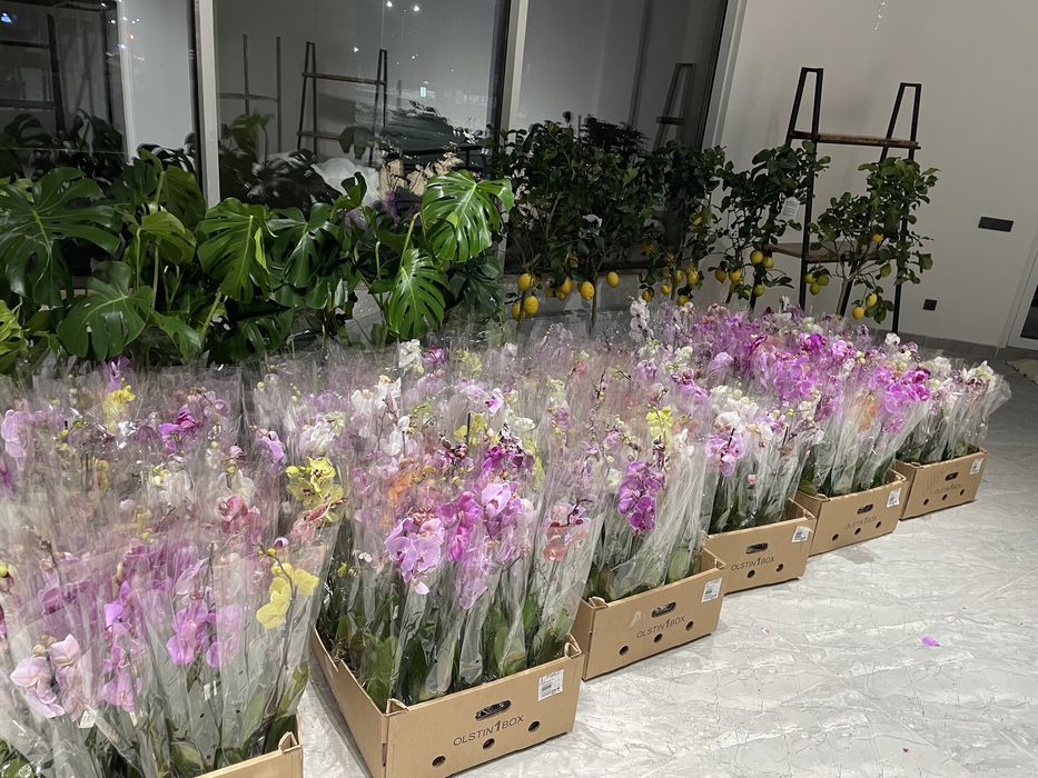 Орхидеи на выбор