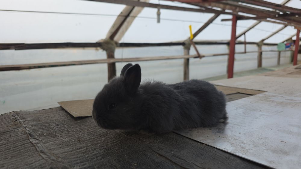 Vând Mascul si Femele,  Pui Iepuri Albastru Vienez