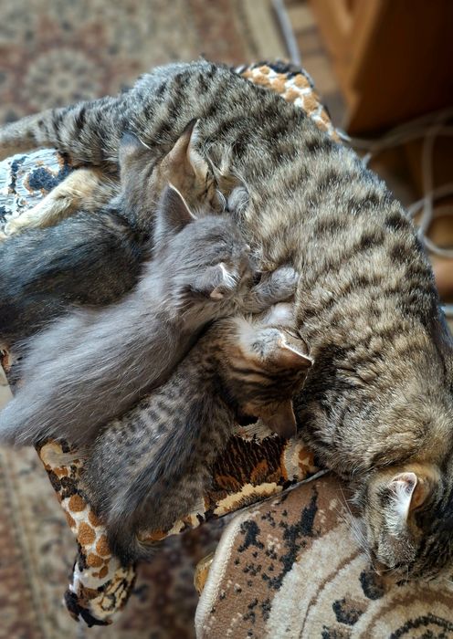 Котята(кошечка) бесплатно