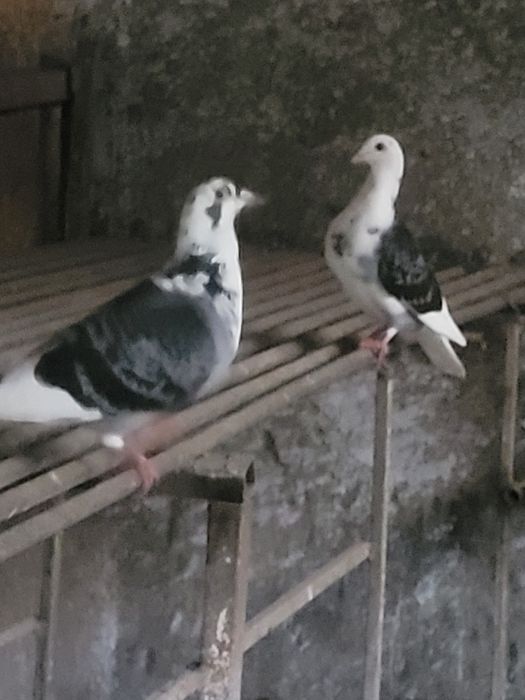 Porumbeii voiajori
