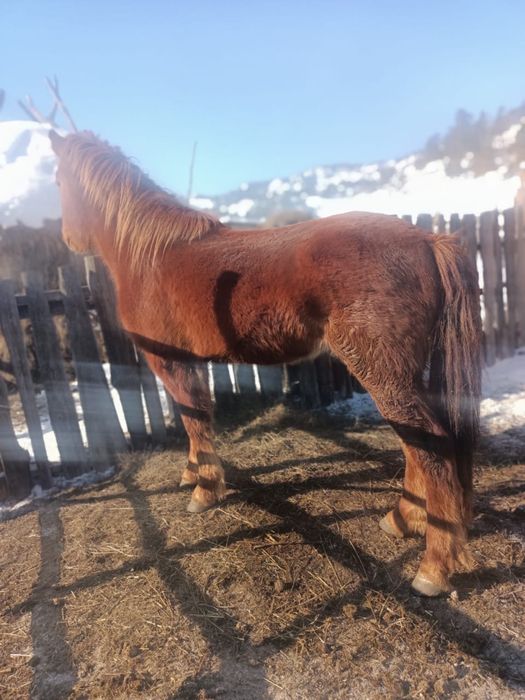 3 жасар еркек құнан сатылады,үйде бордақыланған