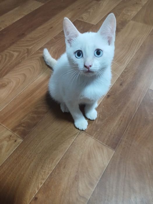 Котят бесплатно, в добрые руки.