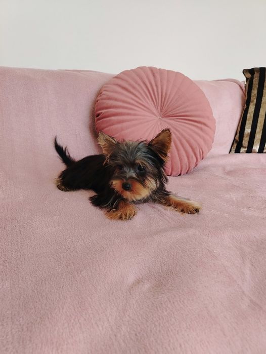 Йоркширски териер, мини