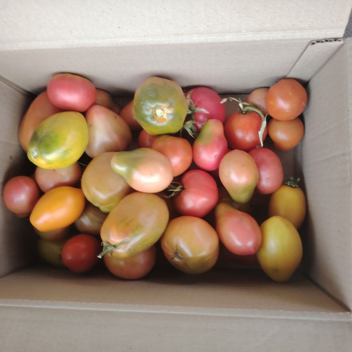 Продам помидоры домашние