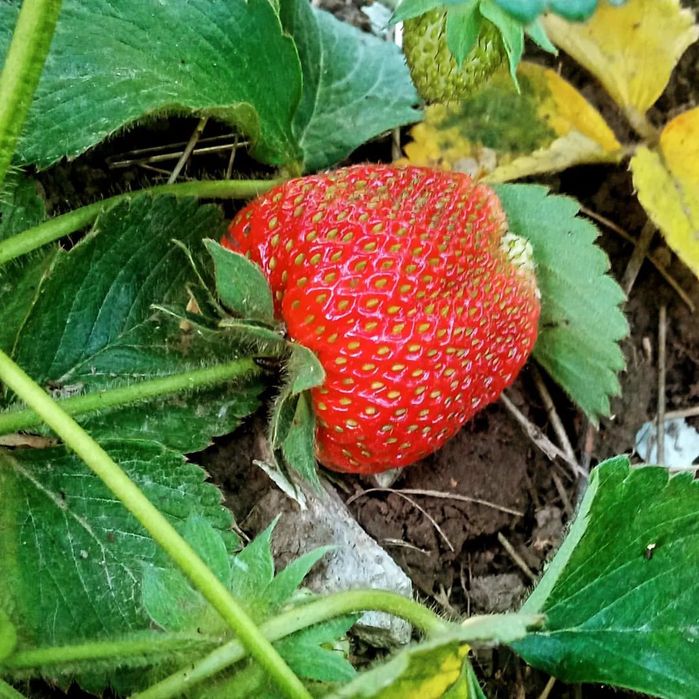 Продаю клубнику ремонтантные сорта