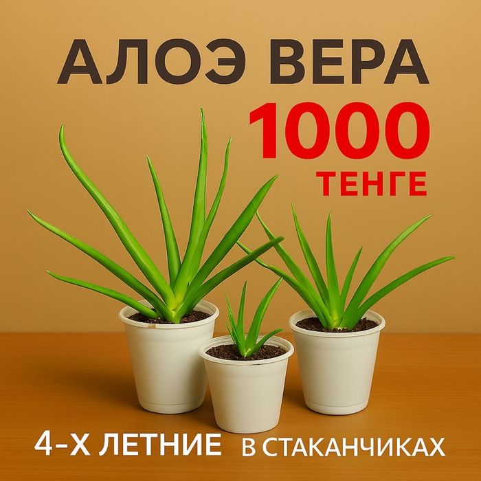 Комнатные цветы Алоэ вера