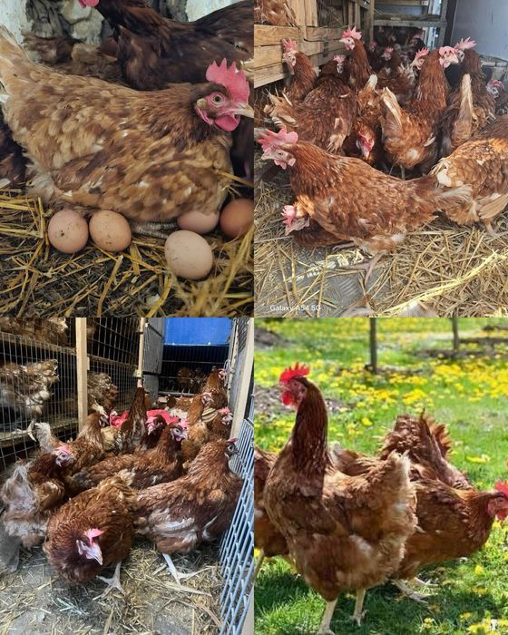 Gaini ouatoare Issa Brown