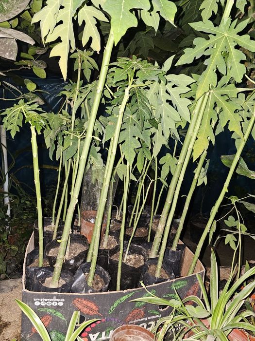 Banan va Papaya ko'chatlari garantyali