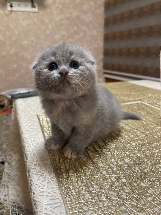 Продаются котеньки