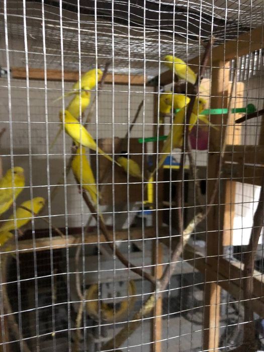 Папугае сотилади маладое