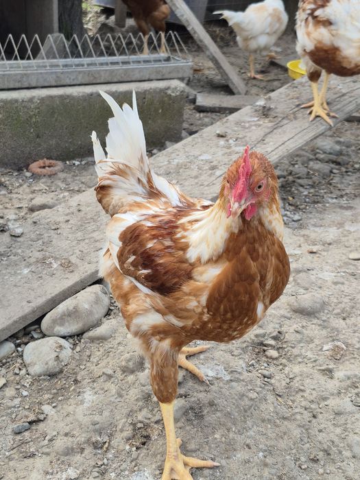 Cocoșei isa brown