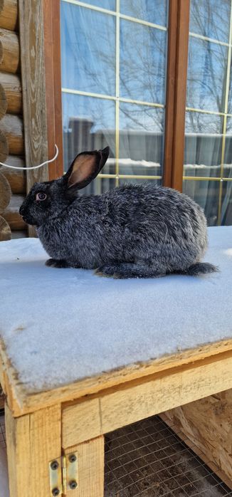 Продам кроликов 3самки 1 самец