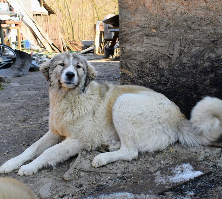 Ciobanesc Asia Centrală (Alabai) de 6 luni ,din părinți campioni