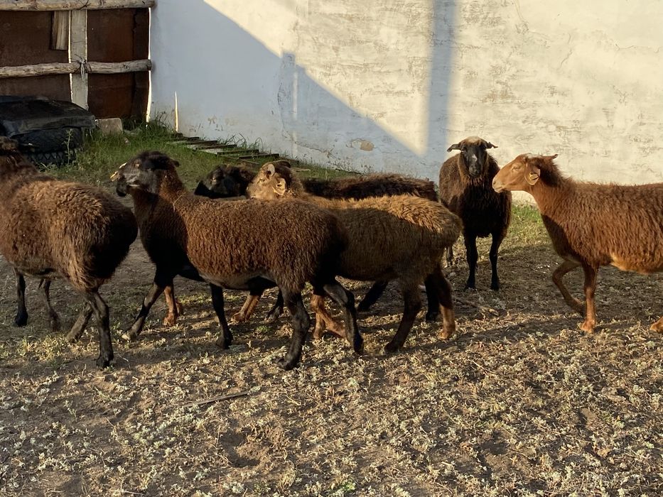 Продам баран на развод