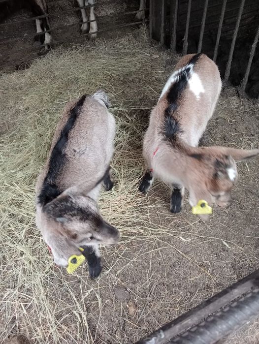 Продам козлят девочек