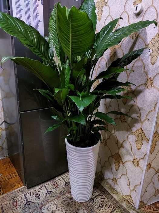 Комнатные растения. Доставка