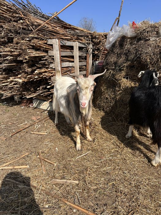 Vand 3 iede si 1 tap