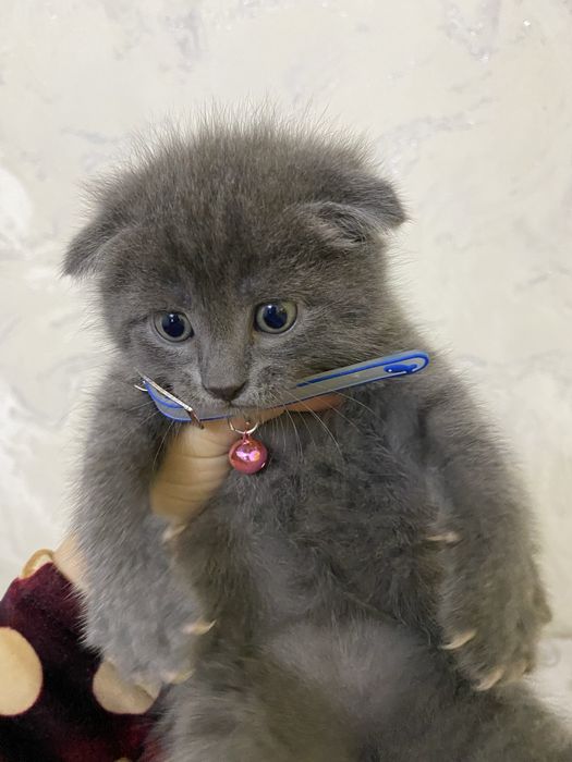 Британские вислоухие мушукчалар сотилади