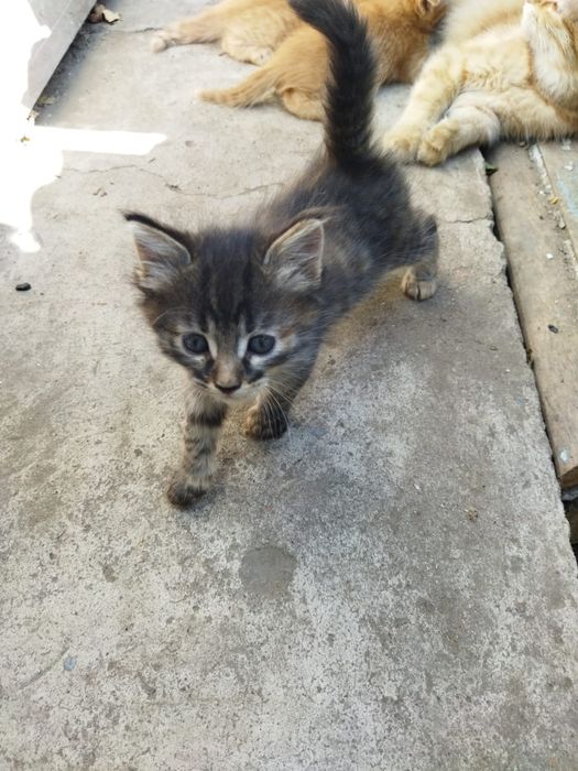 Котенок девочка на большую удачу