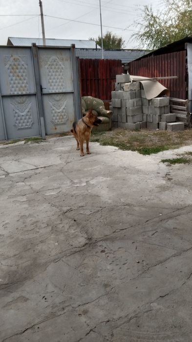 Омен овчарка немецкий породы