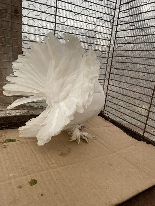 Pui de voltati Indieni și maghiari!