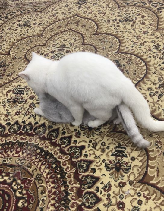 Ogzaki jinsiy aloqa vositalari