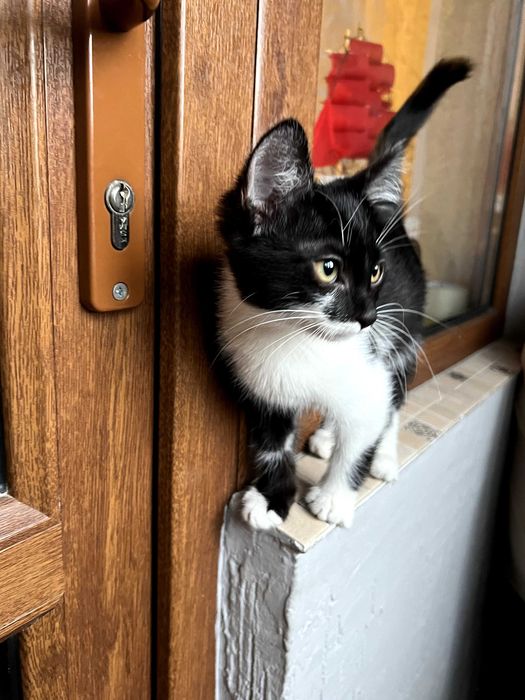 Котенок-девочка в добрые руки