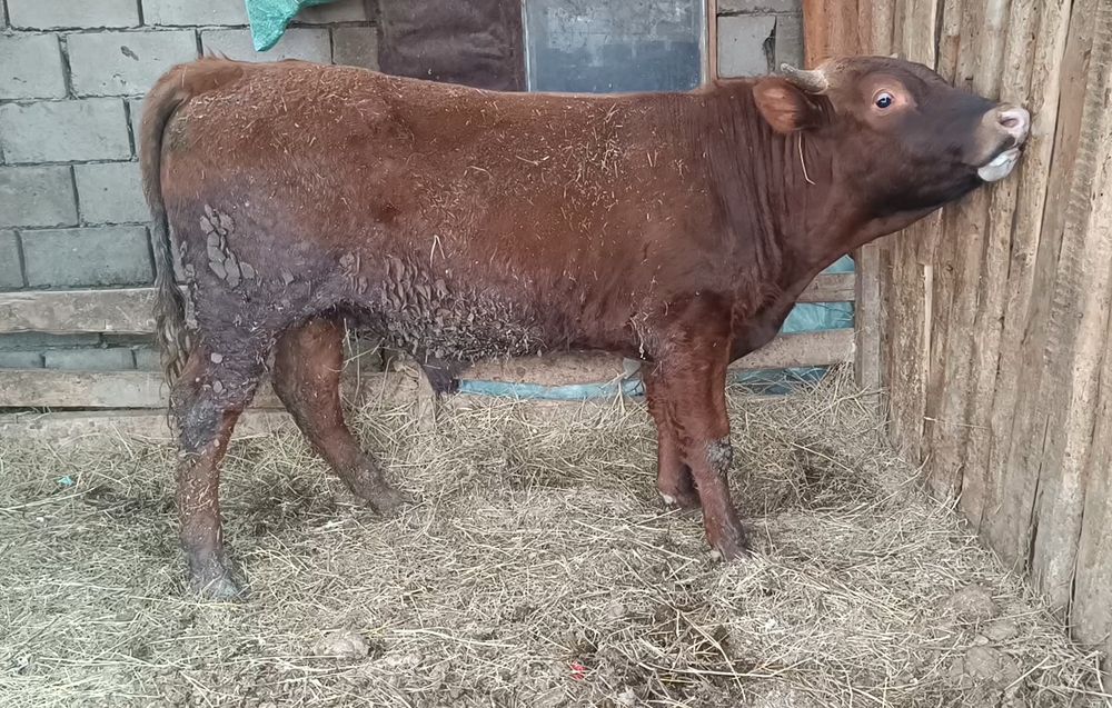 Продам быка февральский
