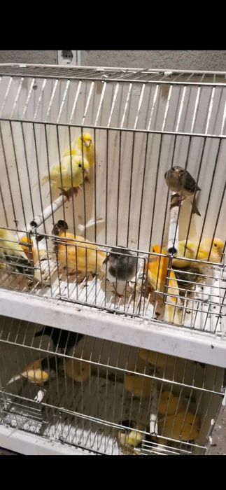 Canari de culoare și de cantec