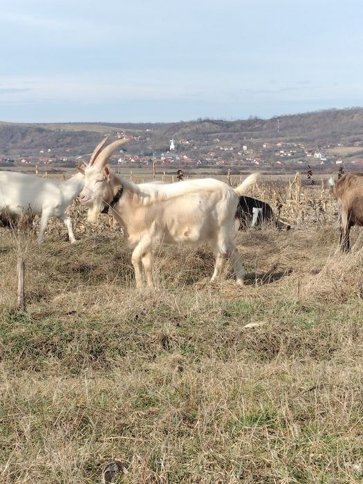 Vând tap Saanen de un an!