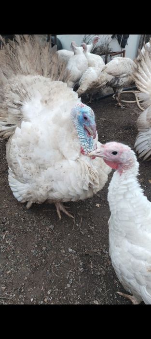 Мясо домашней индейки