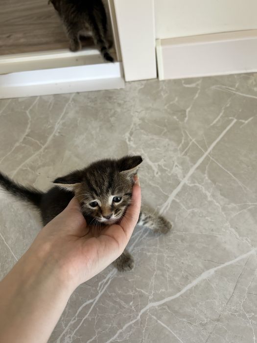Котенки в добрые руки