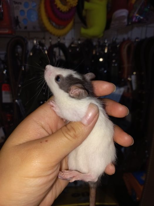 Крысы декоративные