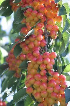 Cireș columnar Santa Maria ambalati