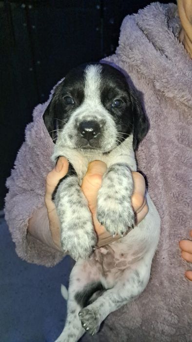 Отдам в добрые руки щенят