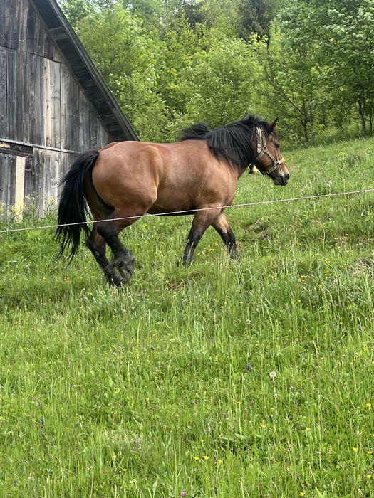 De vanzare iapa 4 ani ,gestanta cu armasarul negru din poze