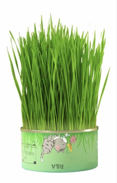 Трава для кошек, для любого возраста