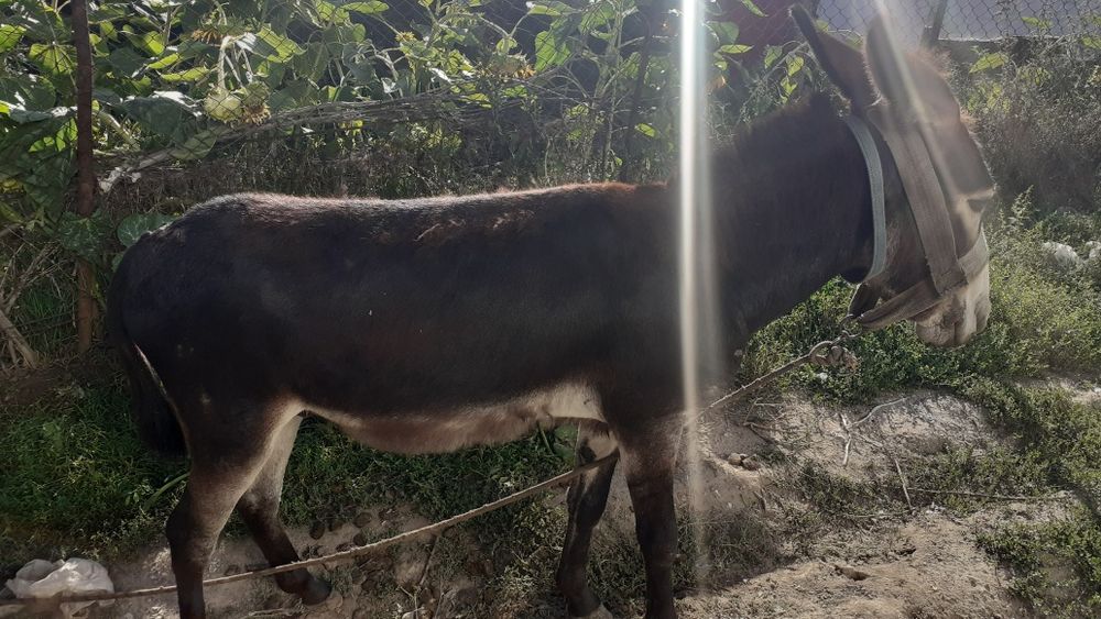 Продам Иванов 20000тенге