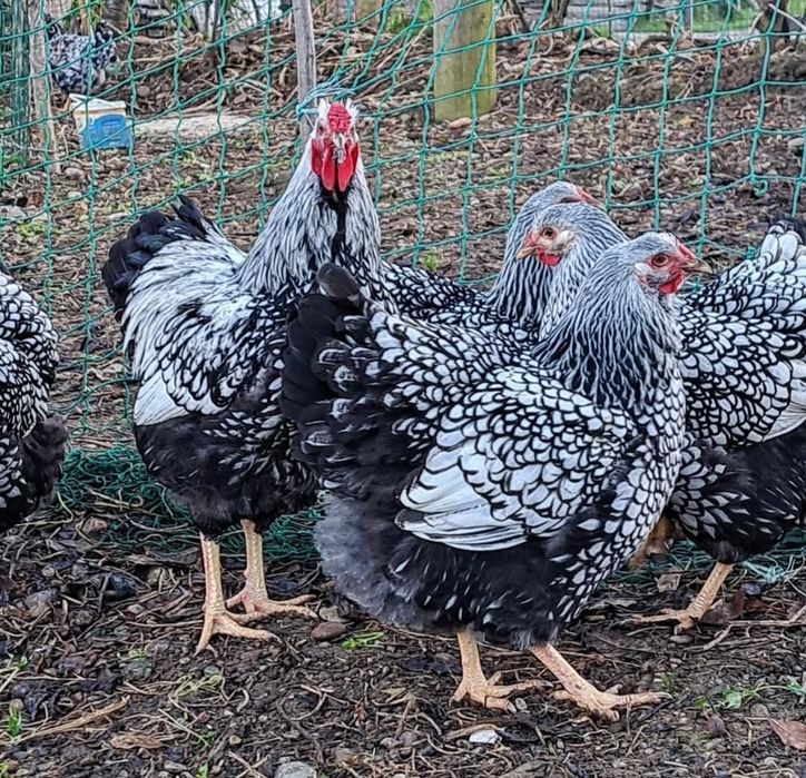 Инкубацыоны яйцо виандот серебро