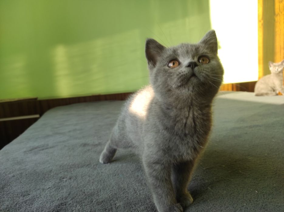 Британски котета