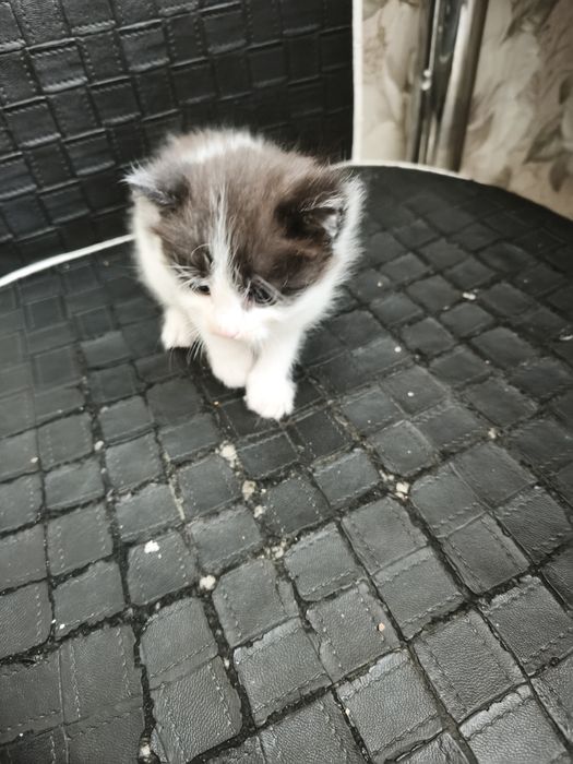 Отдам котят ! Бесплатно