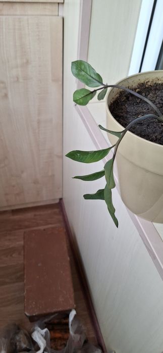 Продам цветы доллар