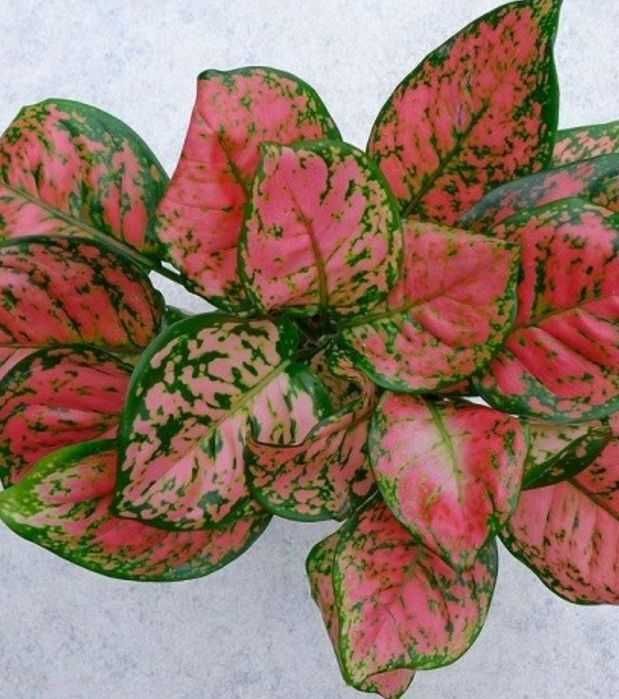 Комнатные цветы от 500 тн