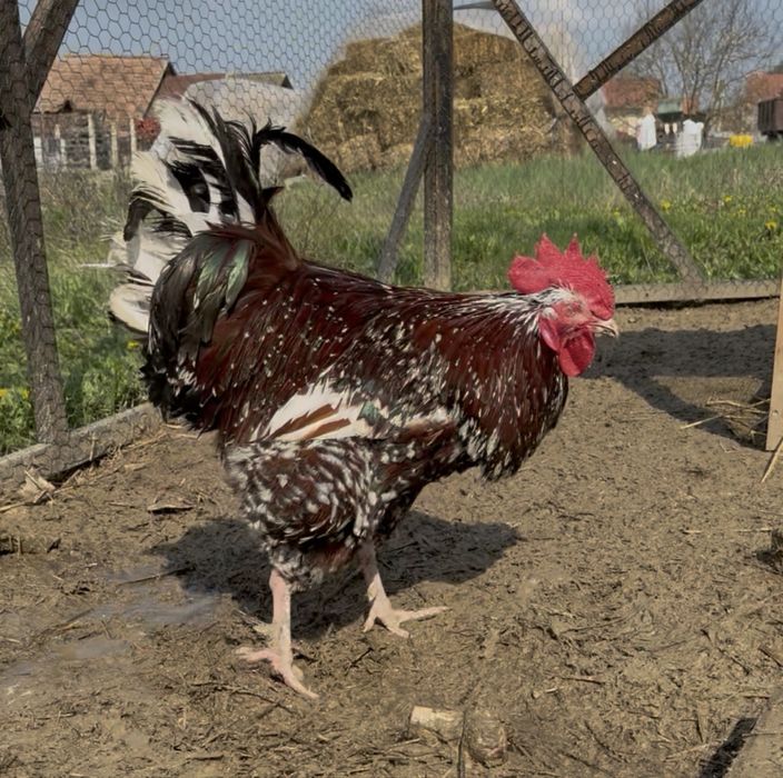 Pereche Sussex Porțelan gaina si cocosi  schimb